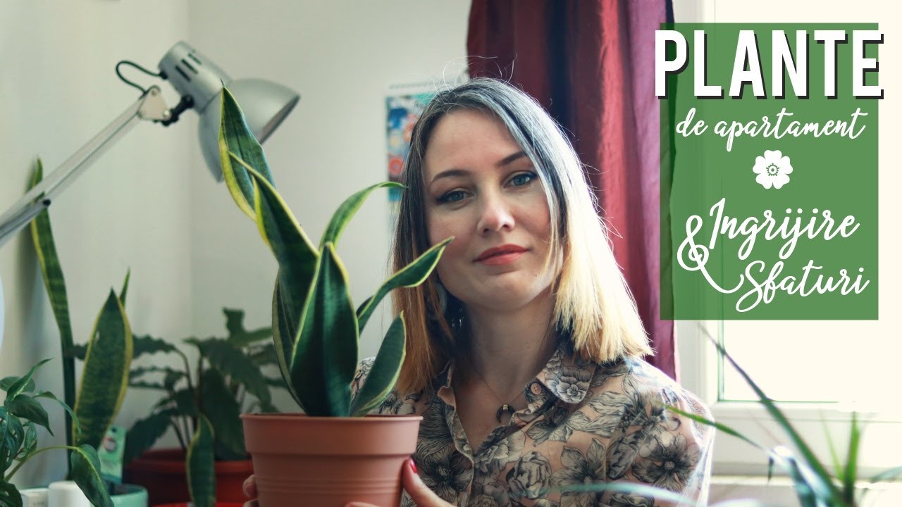 Plante de apartament | Idei, sfaturi si ingrijire | Xaara Novack