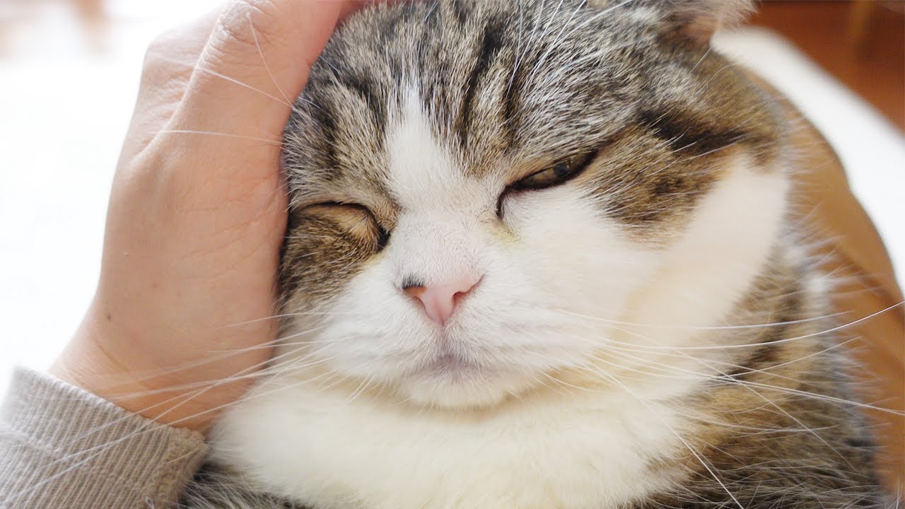 膝の上で可愛がられるねこ。-I stroke cats a lot on my lap.-