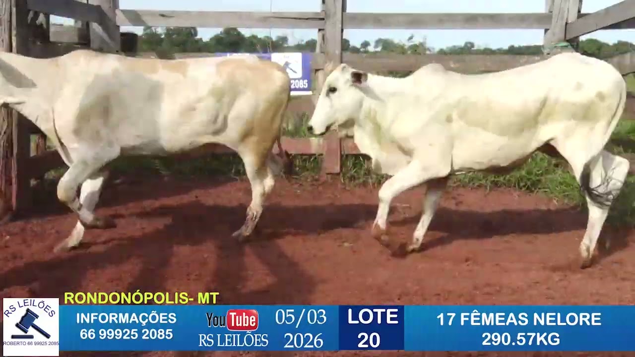 LOTE 20 - 17 FÊMEAS NELORES - 290,57 KG 