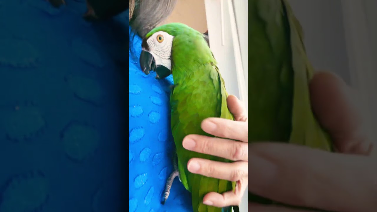 Played with Mack