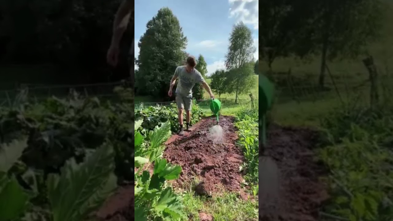 ✅💯🐓DAILY ROUTINE IN MY ORGANIC FARM 🧺