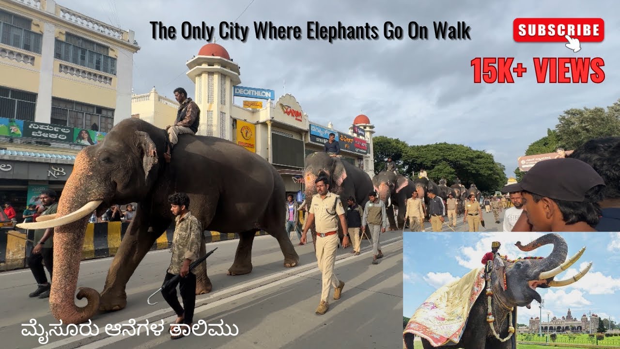 Mysore Dasara Elephants Morning & Evening Walk Complete Details |ಮೈಸೂರು ಆನೆಗಳ ತಾಲಿಮು| Bheema’s craze