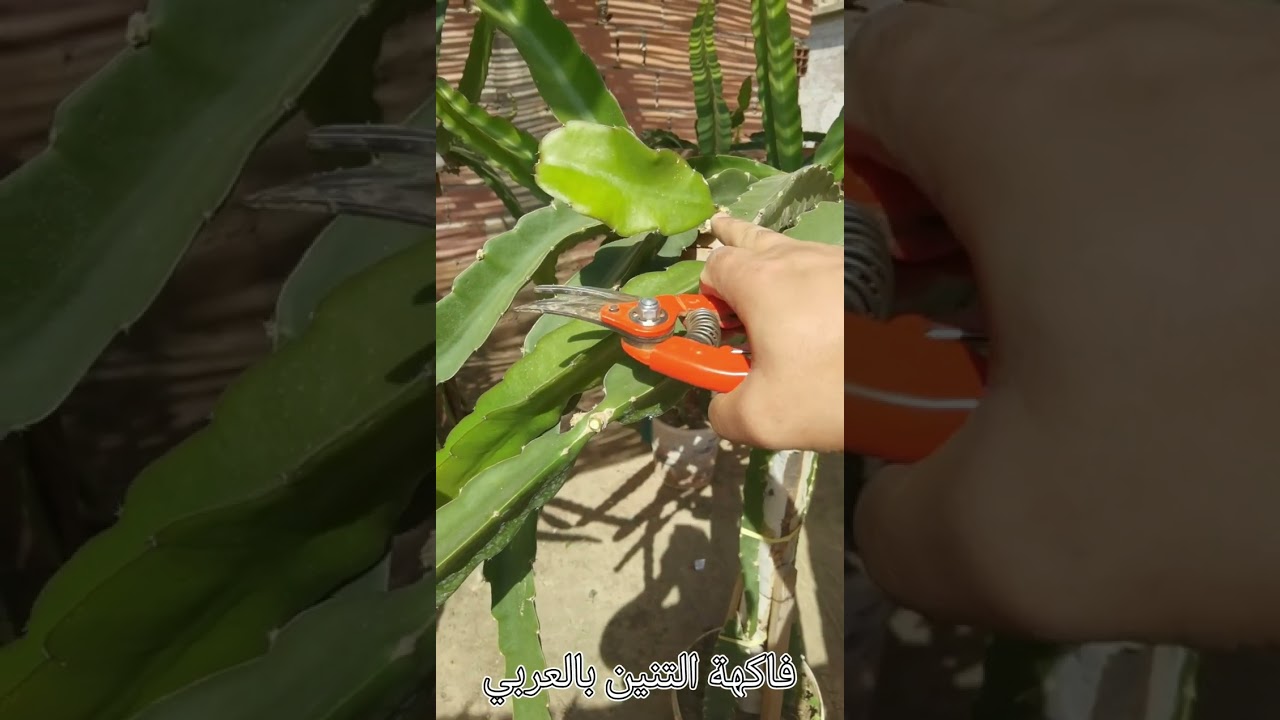 عملية تقليم نبات فاكهة التنين تمهيدا لبداية موسم الإزهار. The process of pruning dragon fruit