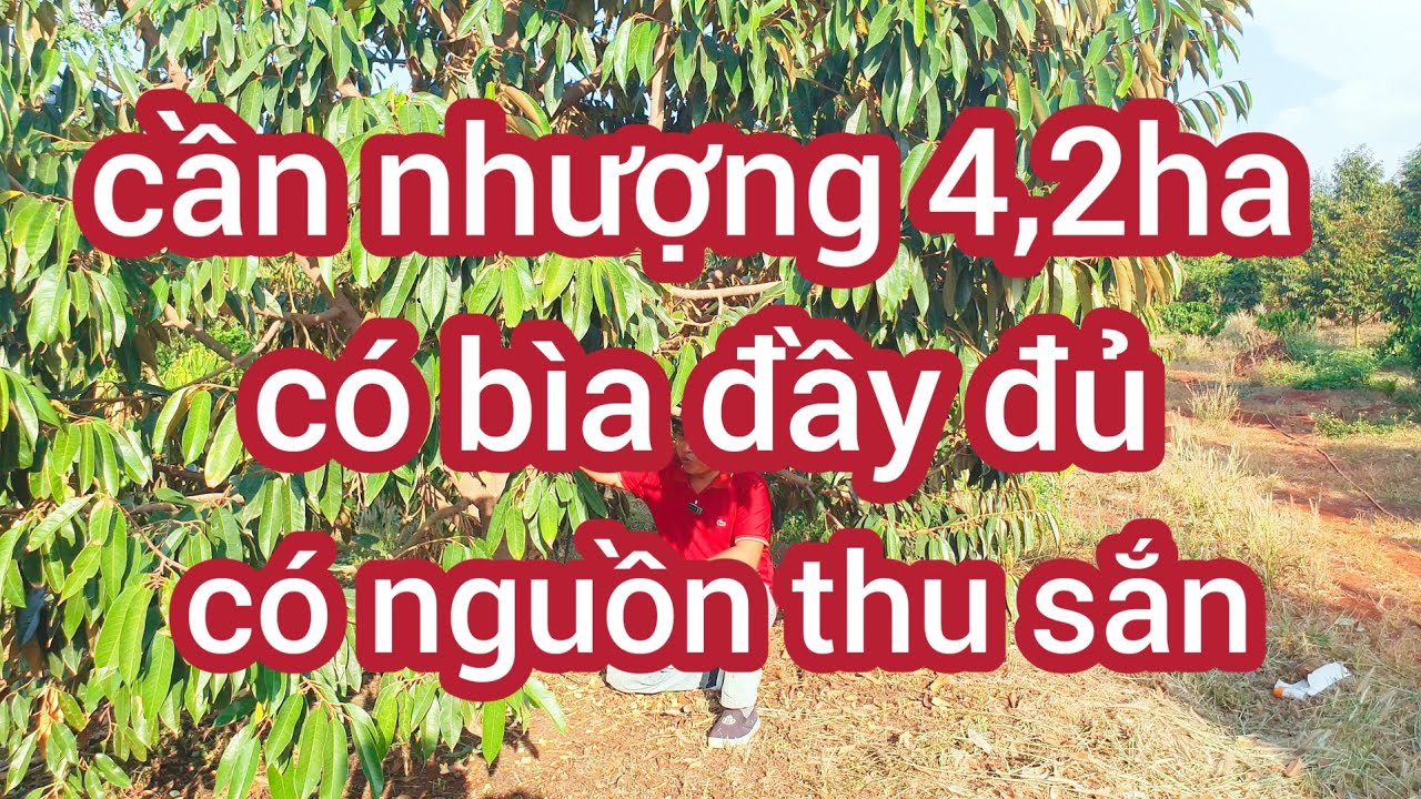 Cần nhượng 4,2ha đất sổ sách đầy đủ nguồn thu mạnh đầy đủ mọi tiện ích 