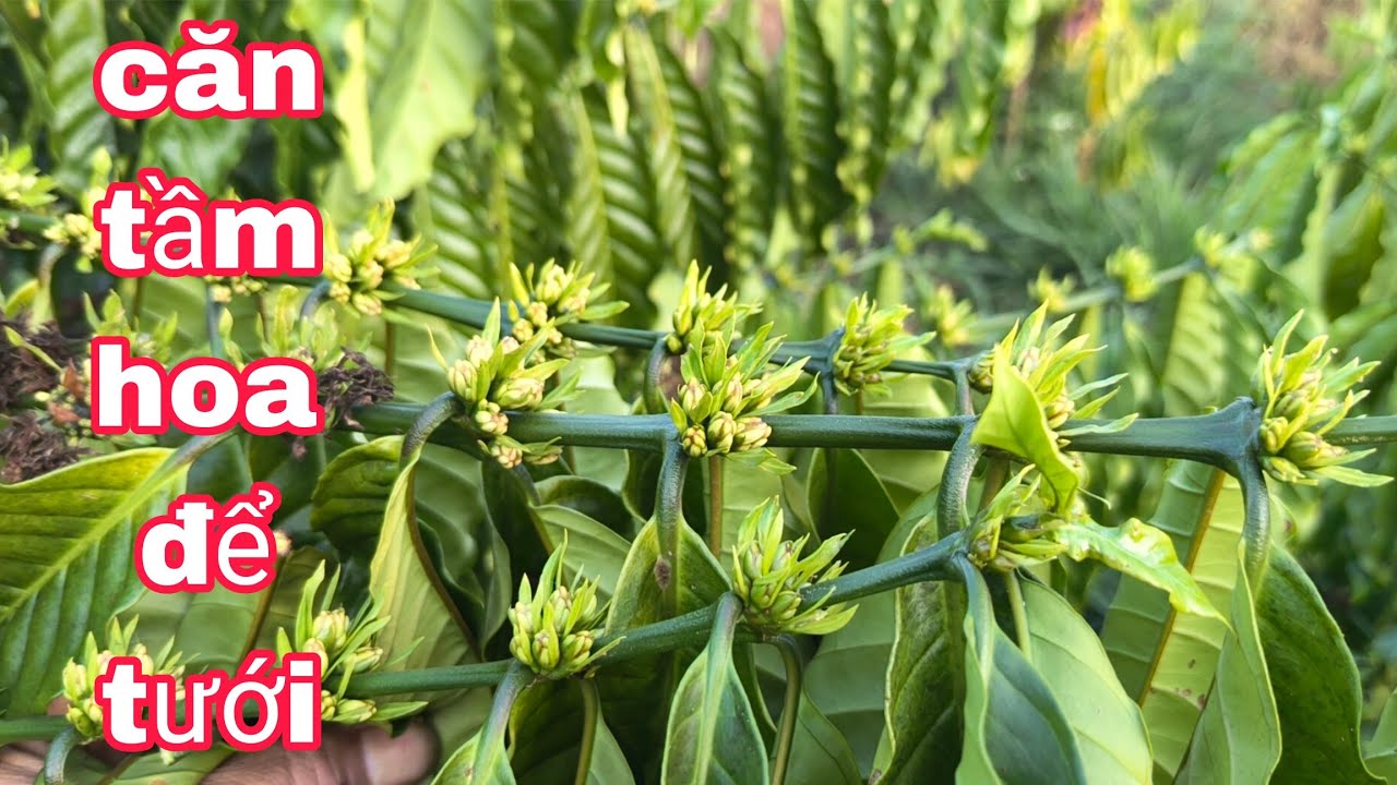 Căn tầm héo và căn của hoa tưới nước phù hợp 