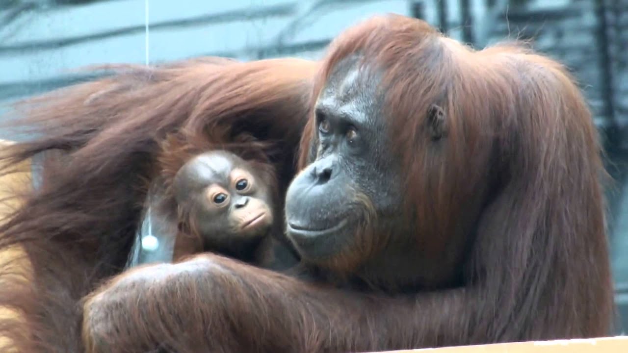 Cute! Baby Orang-utan (2 months old).かわいいオランウータンの赤ちゃん。(生後2ヶ月）。