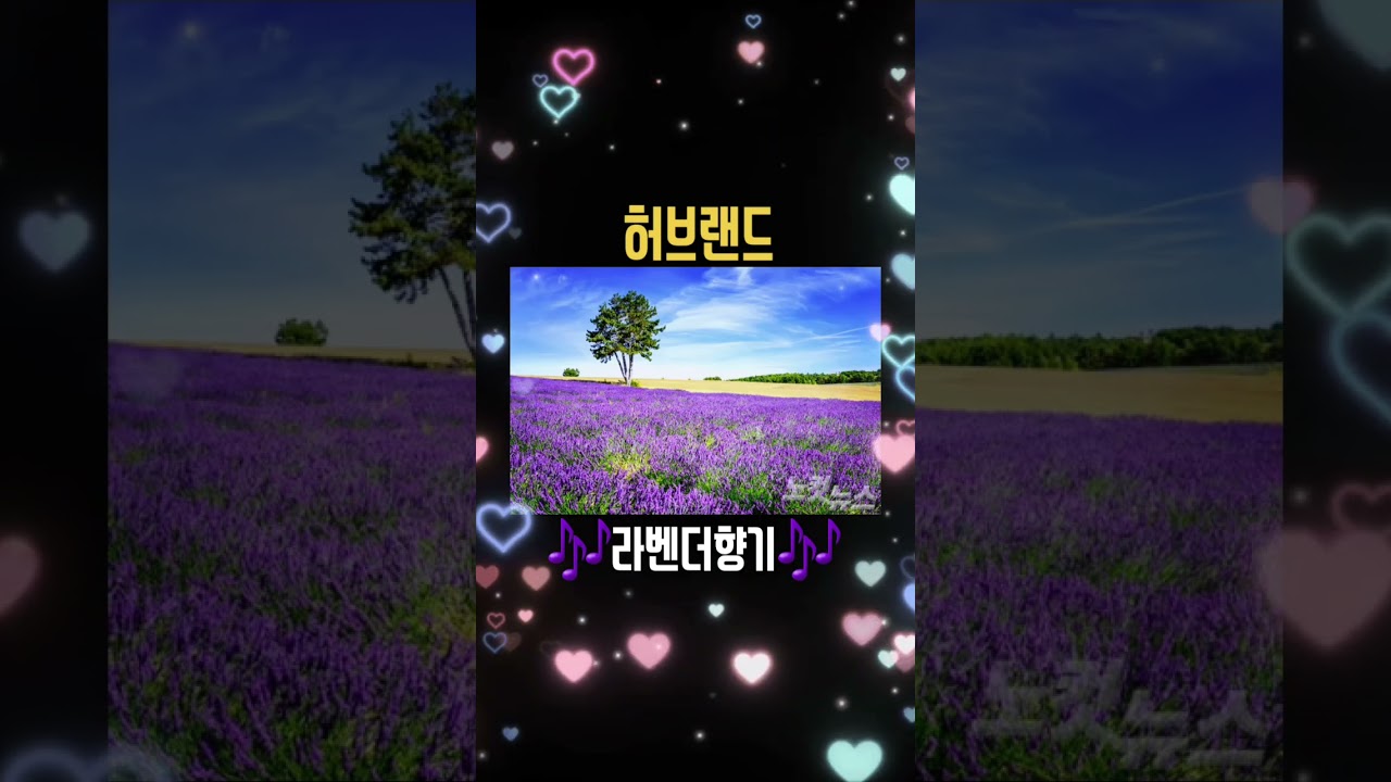 🎵허브랜드_라벤더향기🎵  #아이코스S #7080 #나훈아 #홍시 #노래 #음악 #8090락발라드 #트로트 #발라드 #중년의노래 #중년의노래 #중년의사랑