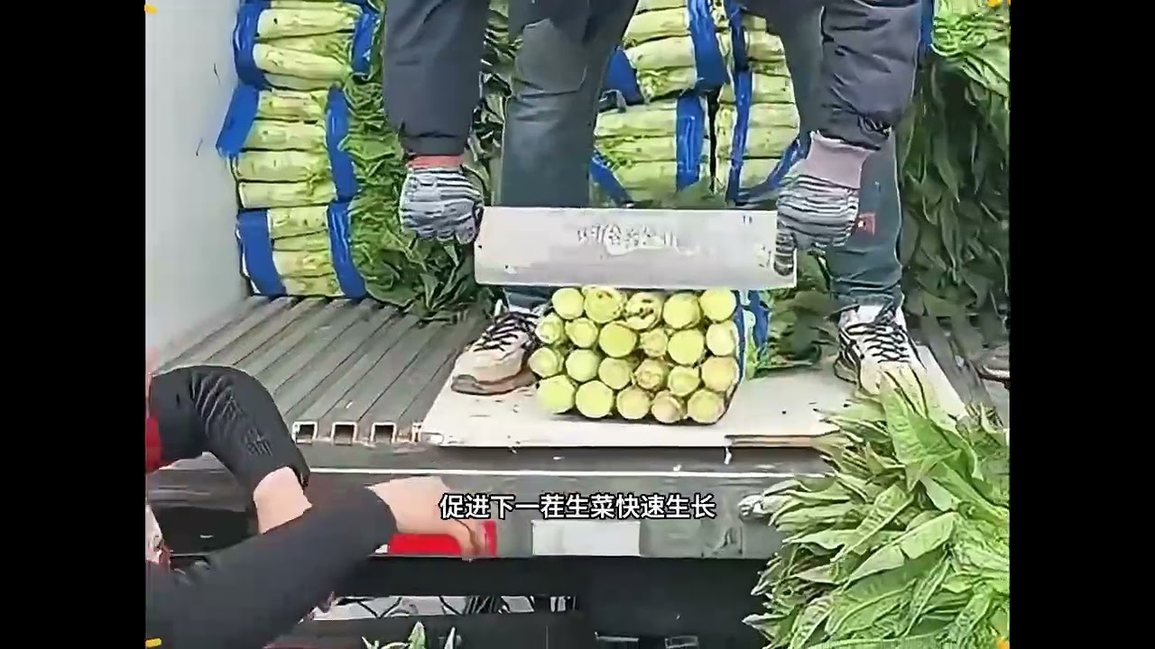 創新“砍頭式”采摘法！只留根部，土壤生長更旺盛...你還在用錯方法嗎？ #野人 #猎人 #山谷 #警察 #冒险