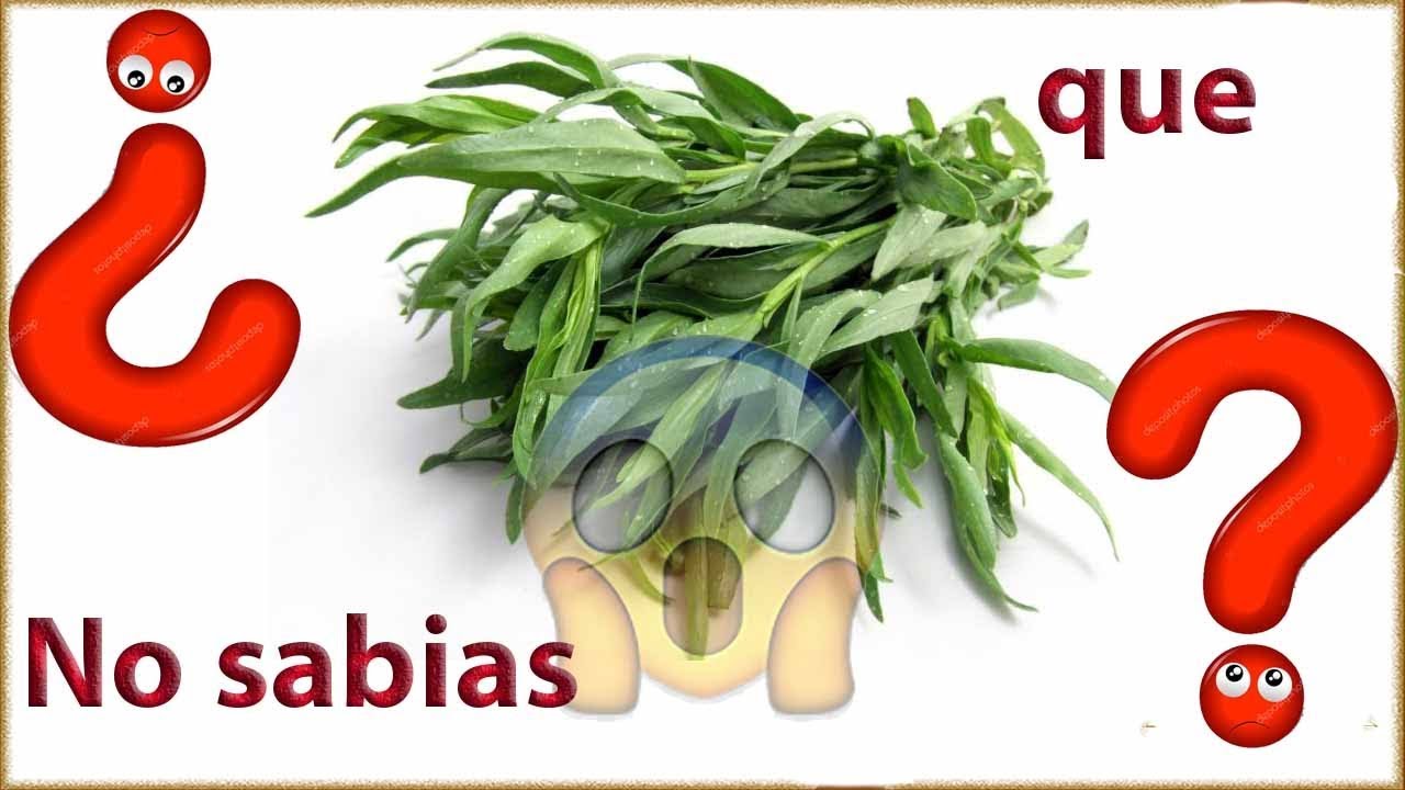 ¡No sabias que  ¿Qué es el ESTRAGÓN y para que se utiliza