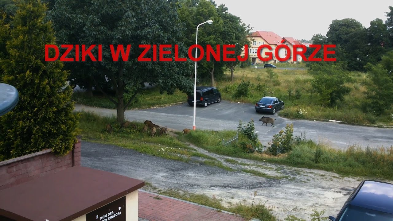 Dziki w Zielonej Górze