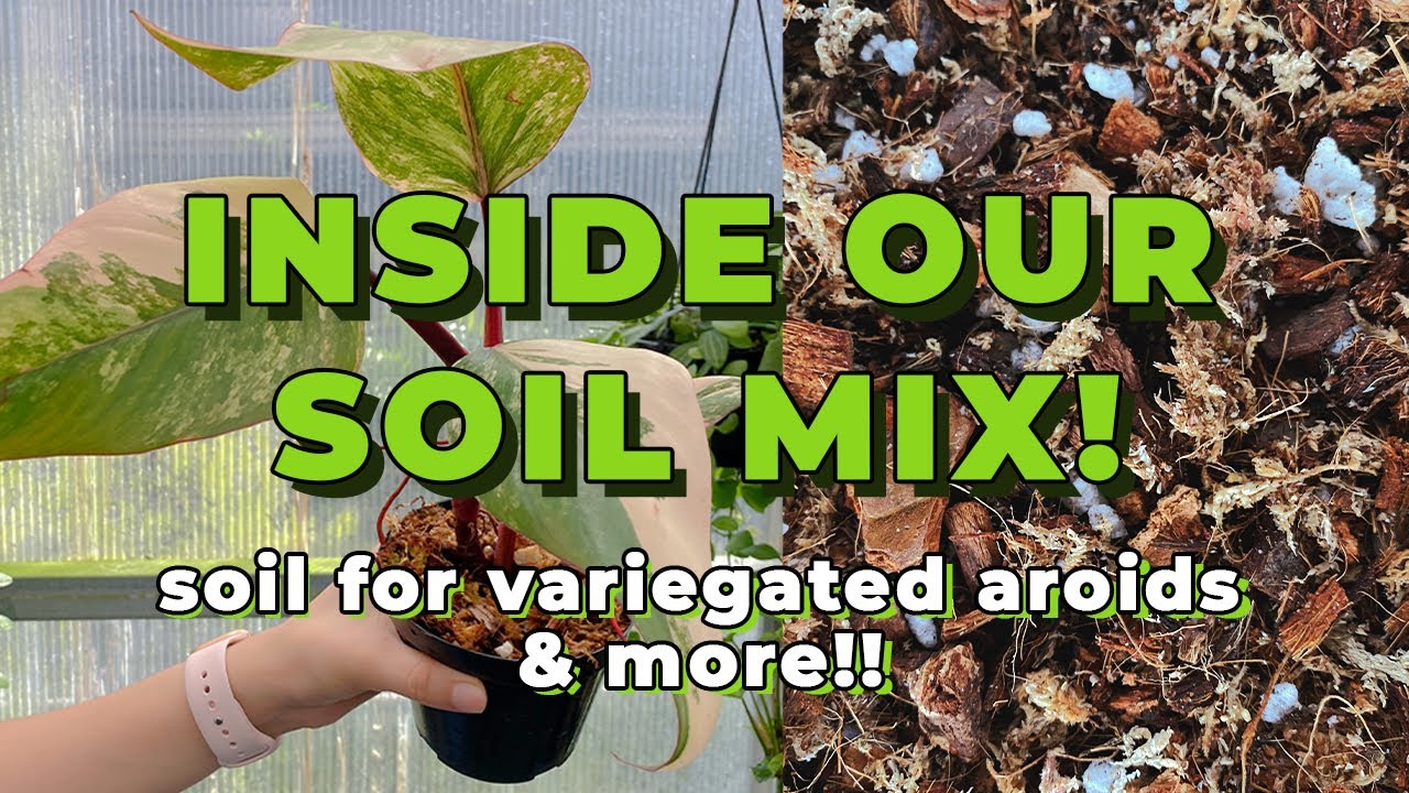 Our Go-To Soil Mixes for Aroids, Hoyas, Anthuriums, Philodendrons, & Variegated Plants!