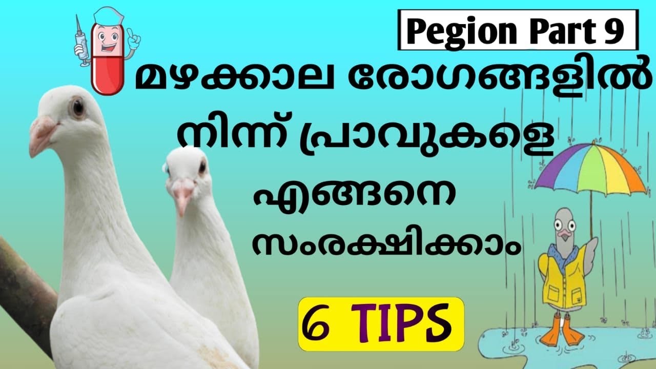 How To Save Pigeons From Monsoon, Rainy Diseases Care and Cure #Pigeon part-9