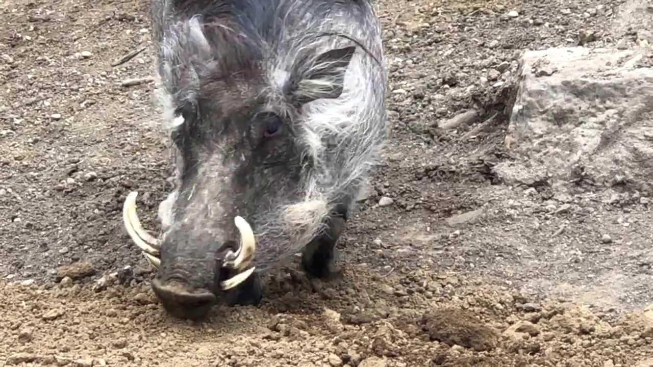 Warthogs Enjoy their New Digs!