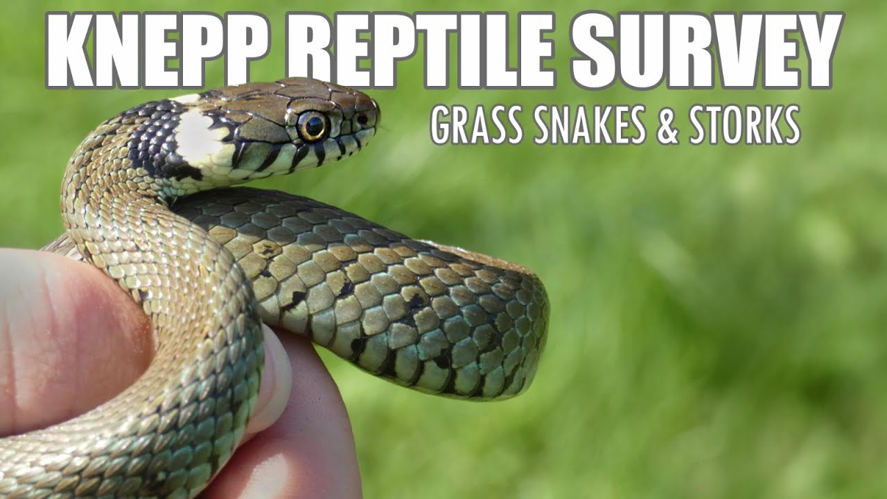 GRASS SNAKES AT KNEPP | Knepp Reptile Survey 2025