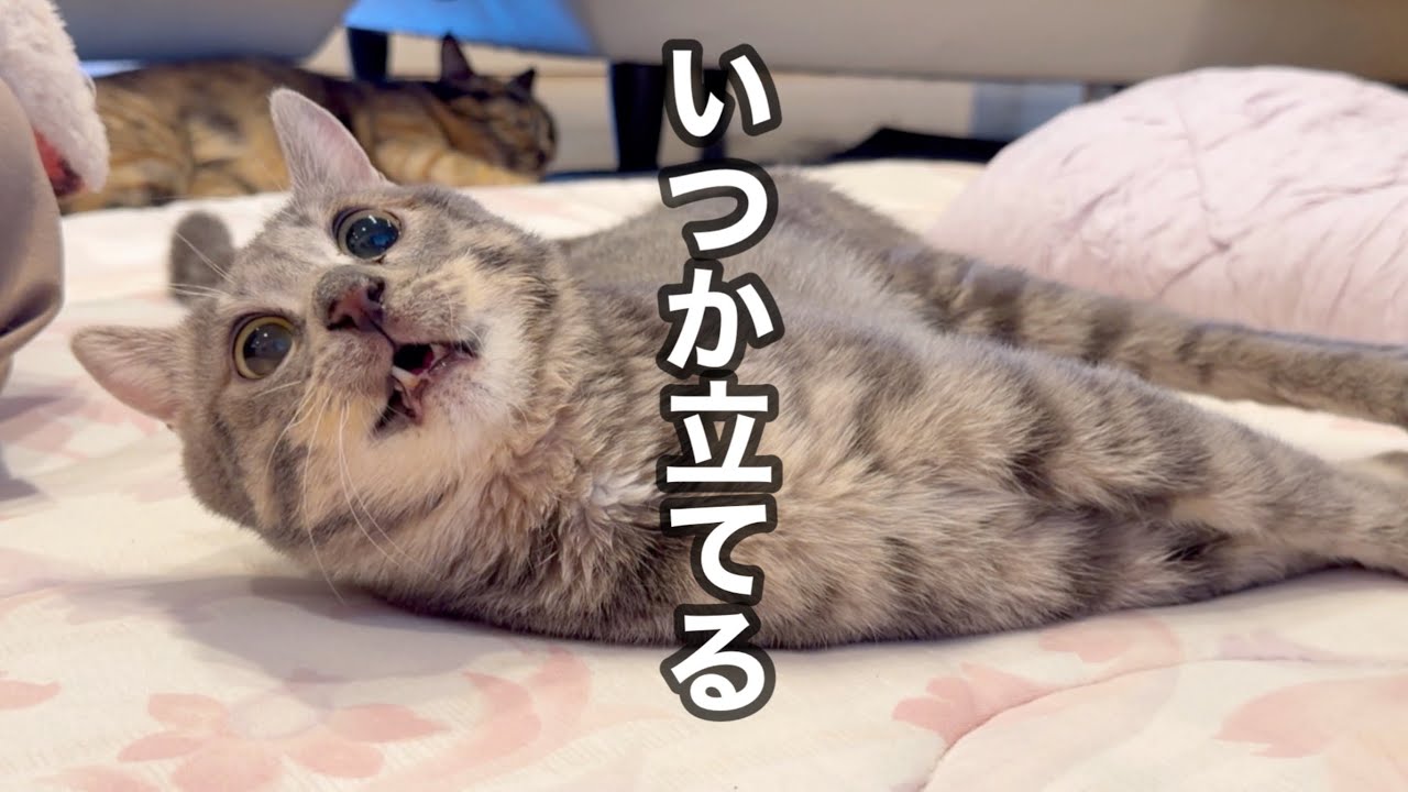 ジョーはいつか立てると思う。