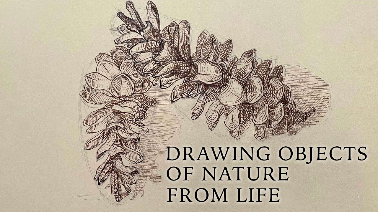 Sketching Objects of Nature