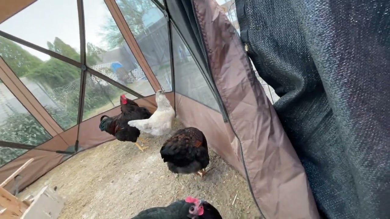 Rooster Behavior or Hen? 22weeks old