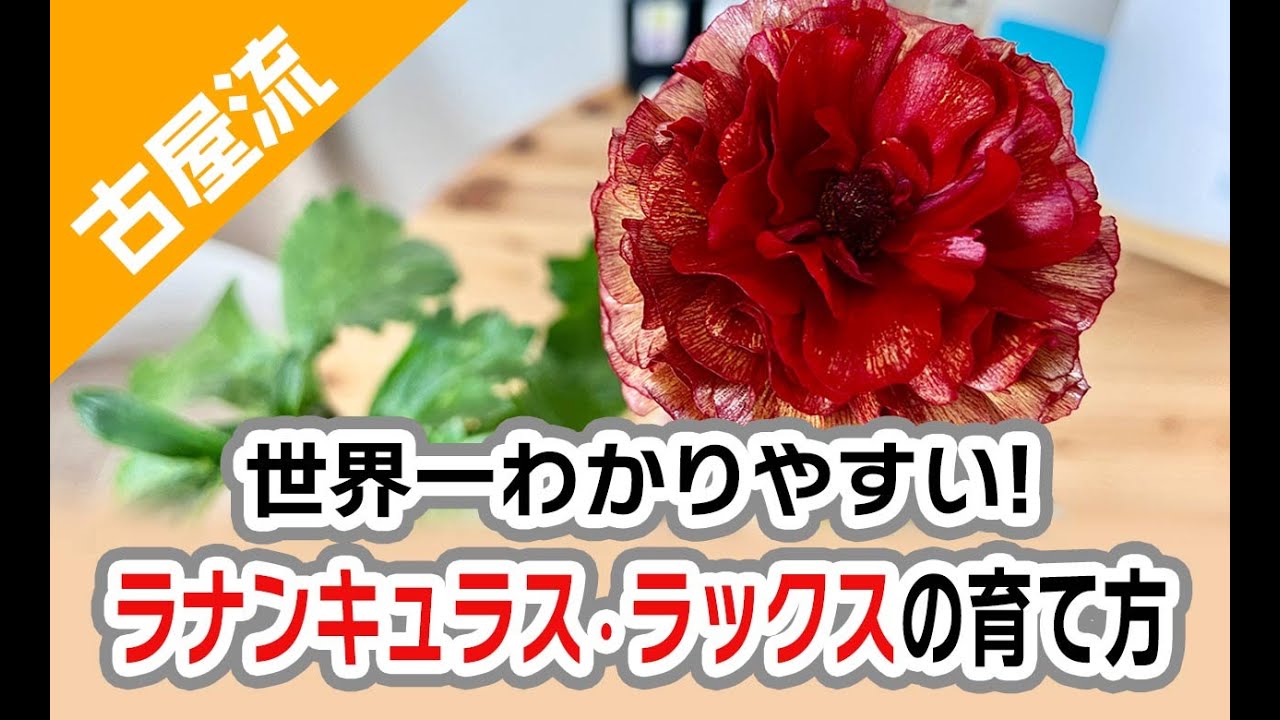 世界一わかりやすい！ラナンキュラス・ラックスの育て方！