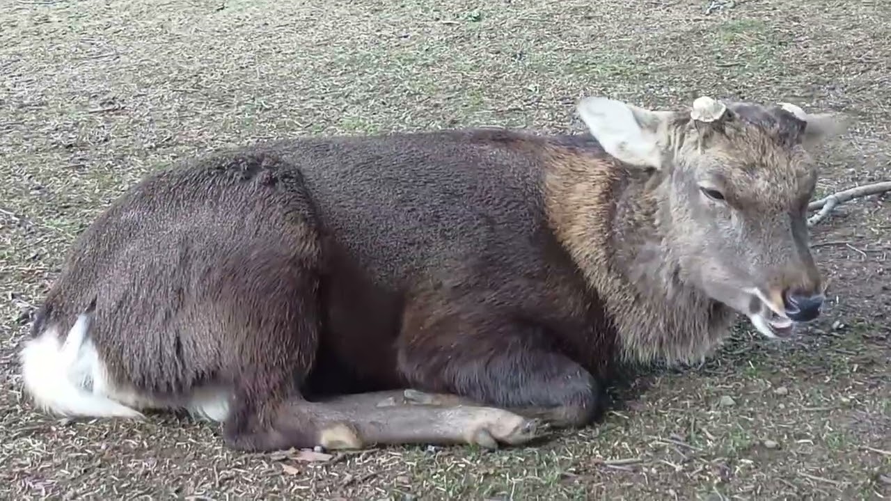 総集編 (Compilation) #20 奈良公園の鹿さん(#191～#200) Deer of Nara Park