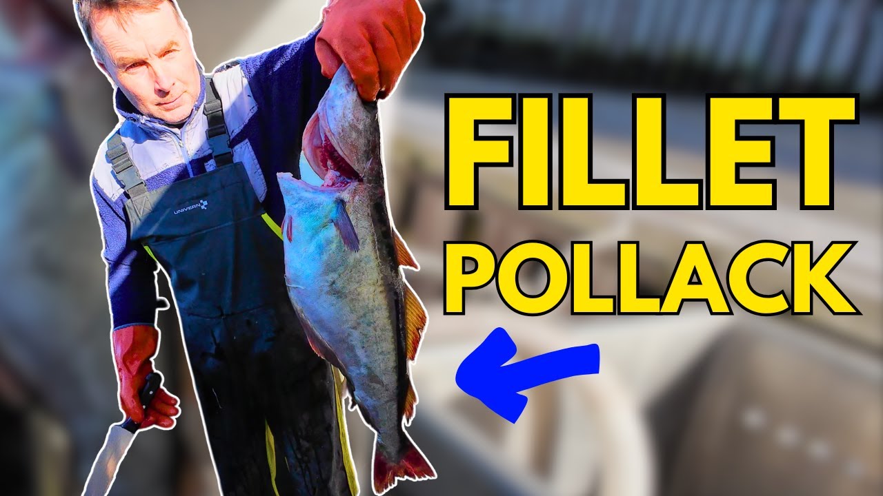 How to Fillet Pollack Like a Pro (Step-by-Step Guide!)