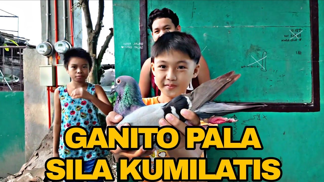 GANITO PALA KUMILATIS NG KALAPATI ANG BATANG FANCIER 