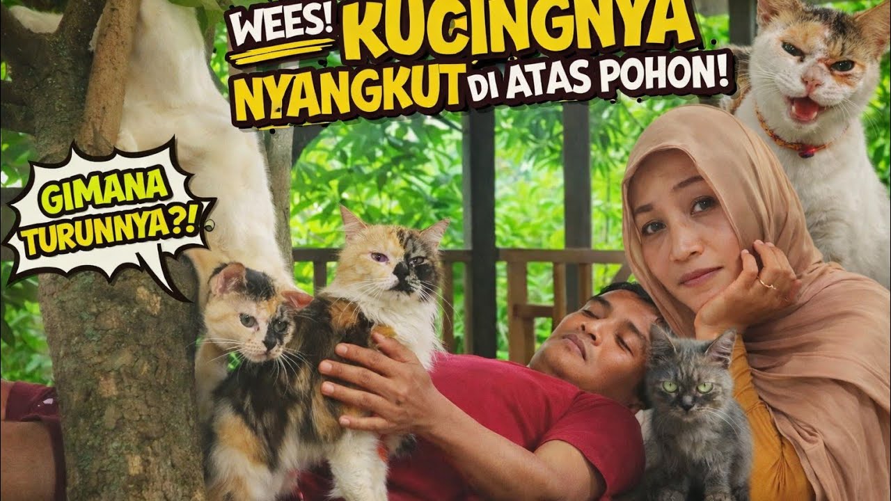 Kucing MOCHI Naik Pohon Tinggi Berburu Burung Tapi Bingung Gak Bisa Turun 😜🤣🤭