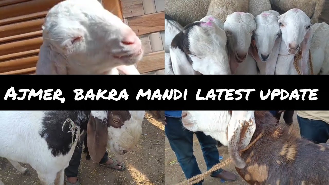 Ajmer bakra mandi latest update || mandi full garam ||#ajmer #bakra#mandi#explore#vlog#tour#animals 