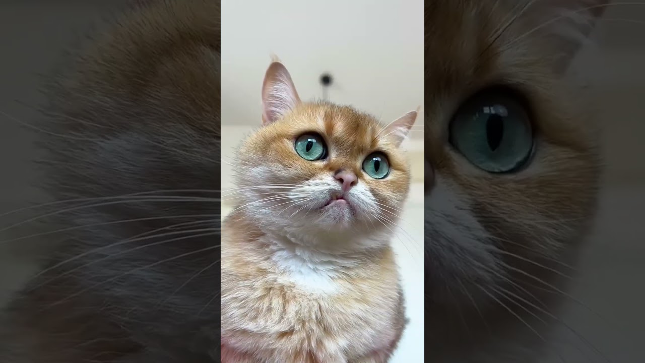 Paws and Pranks: The Ultimate Cat vs. Hat Showdown!