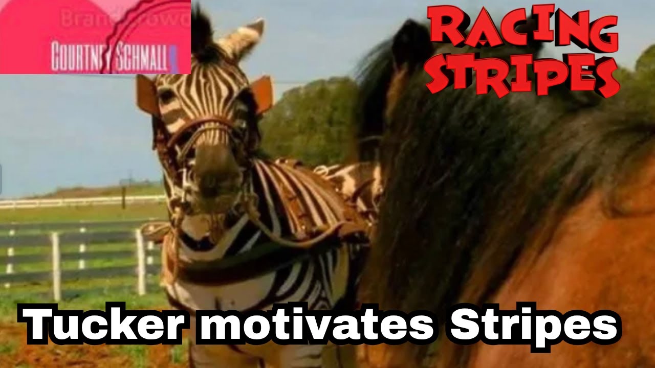 Racing Stripes : Tucker motivates Stripes