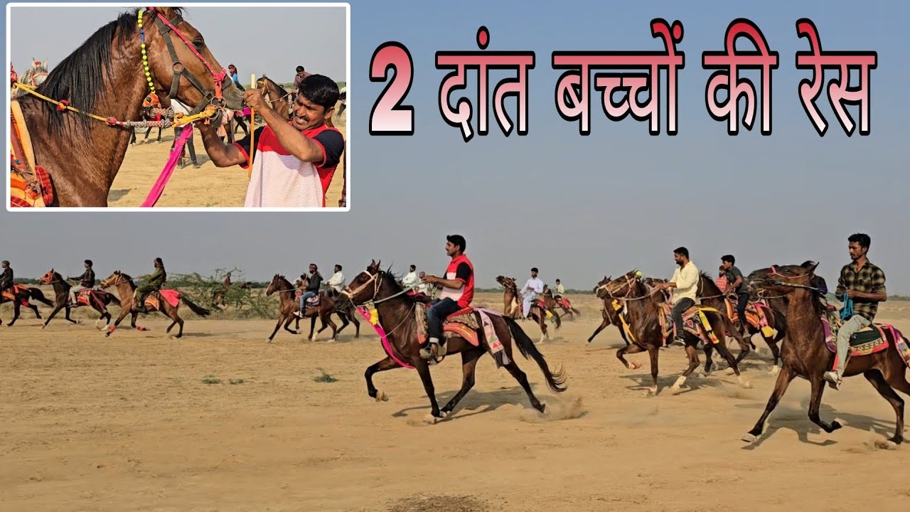 2 दांत बच्चों की रेस | Mara Horse Vekriya Race 2024