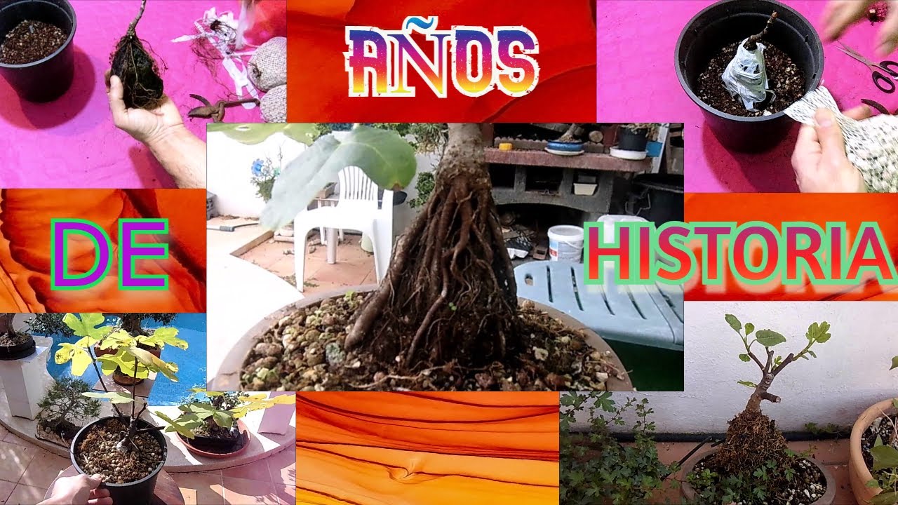 Como hacer un bonsái de higuera agarrada a una roca, unos años de historia