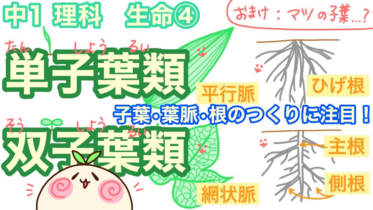 【中1理科b4】単子葉類と双子葉類に分けてみた【子葉と葉脈と根のつくり】