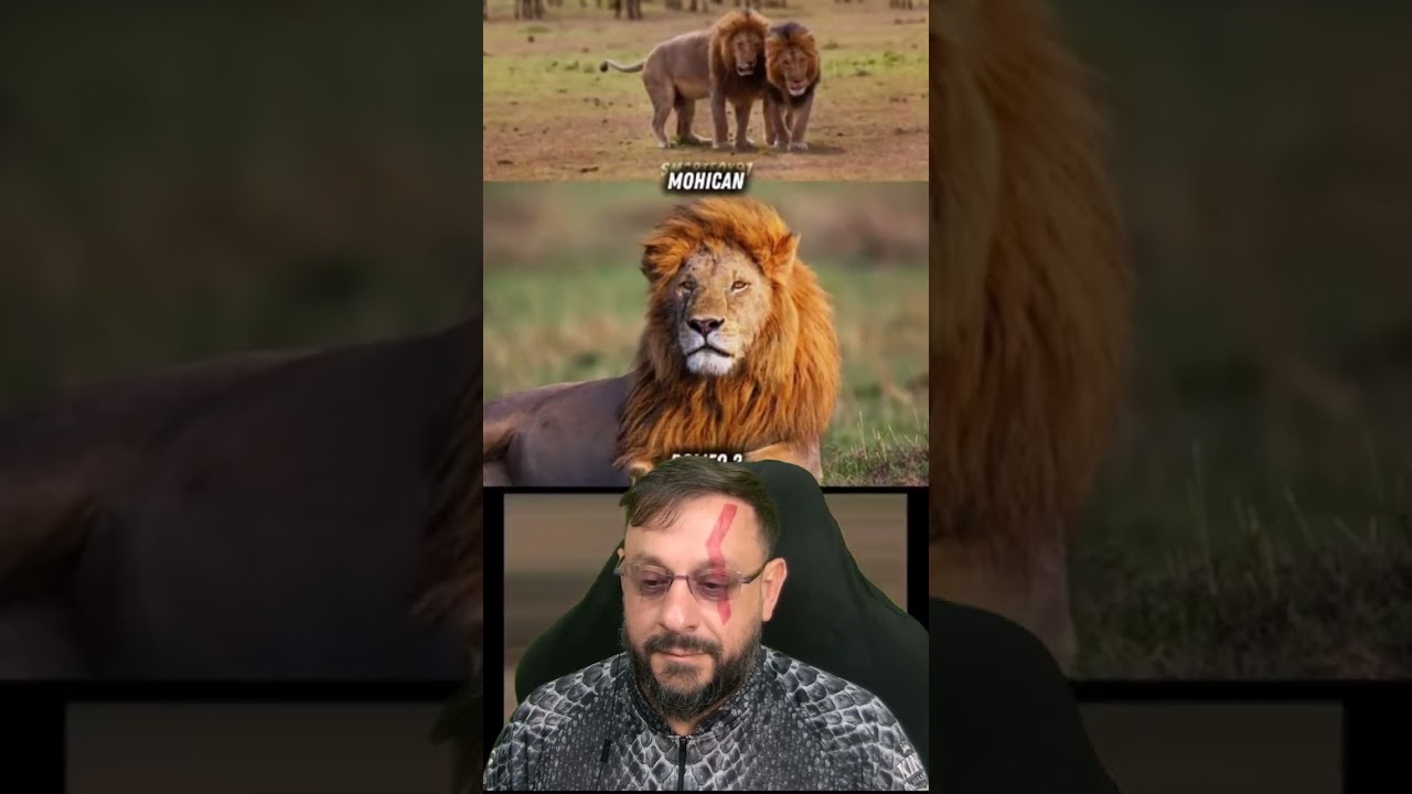 Os irm&atilde;os Lolparpit e Olbarnoti V&iacute;deo 26 da s&eacute;rie sobre le&otilde;es bi&oacute;logo Henrique com @SmartFox97