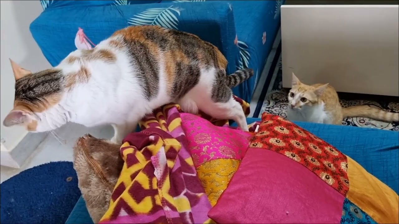 Calico guest cat Whiskey's 4th stay moments ♥️ #catvideos #calicocat 