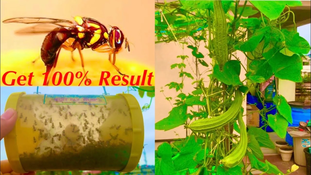 How To Save Ridge Gourds From Fruit Flies / How To Control Fruit Flies Attack / Get 100% Results