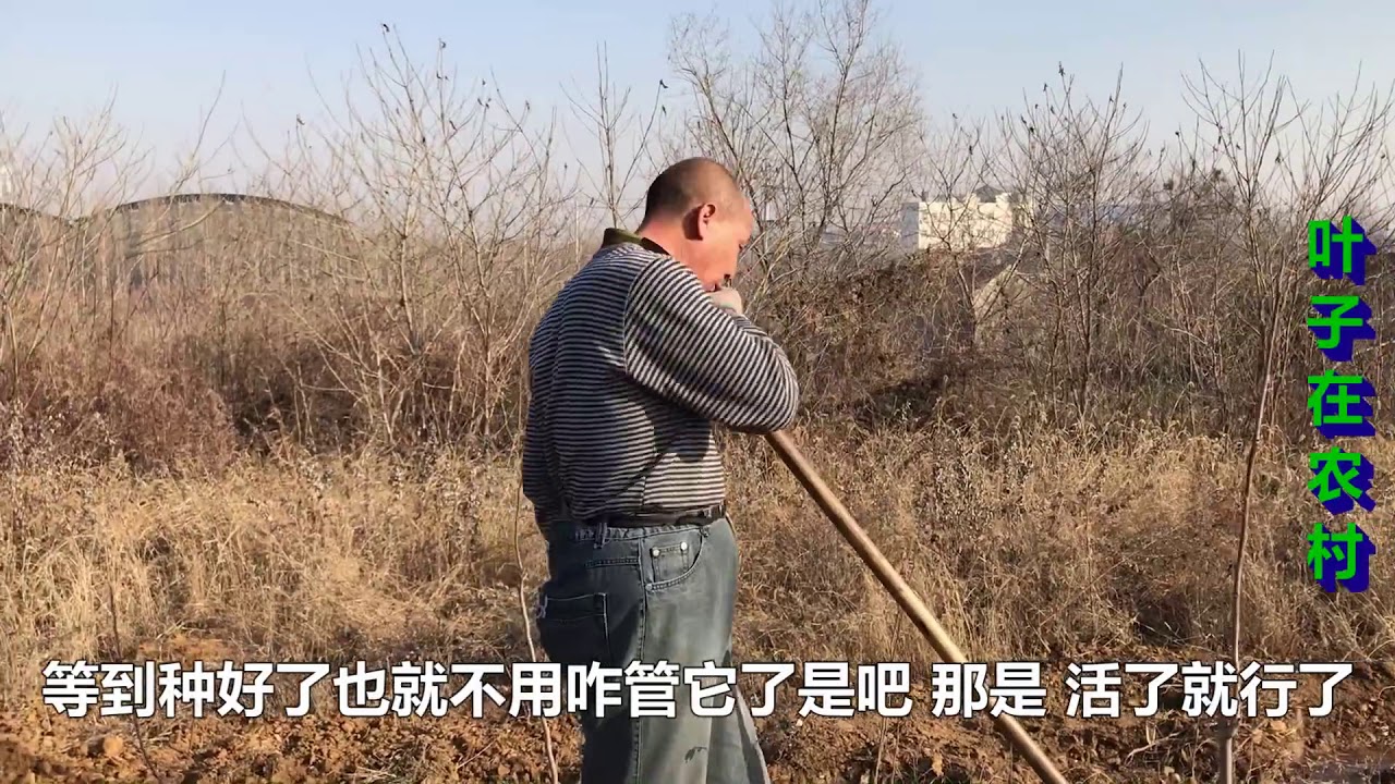 农村60岁大叔承包50亩荒地种树，5000株树苗4年长成，能挣多少钱