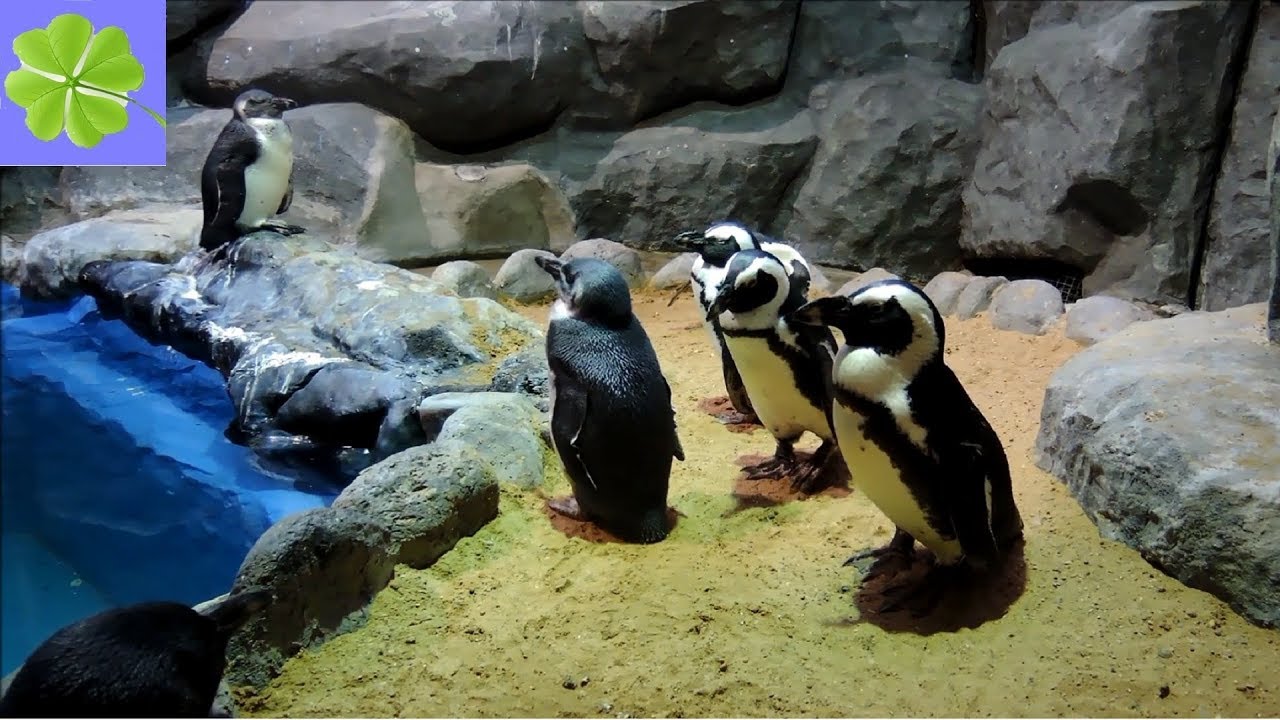Московский зоопарк. Кормление южноафриканских пингвинов. (Moscow Zoo)