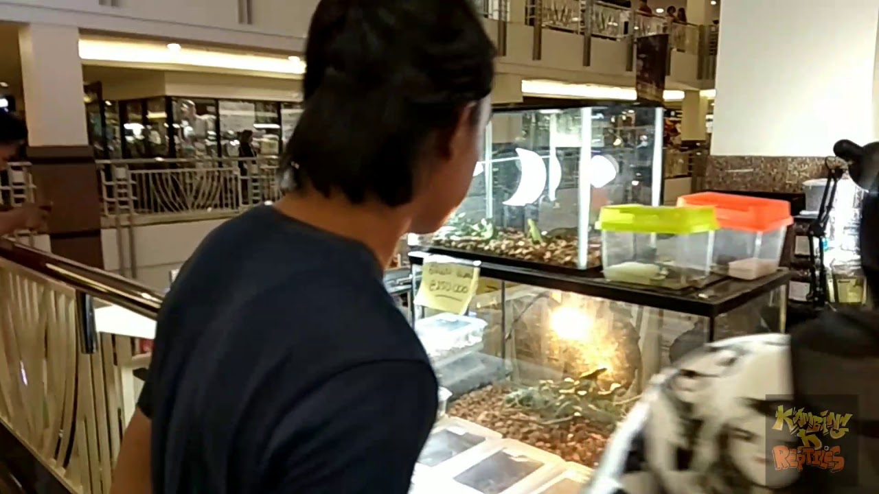 Event & Pameran REPTIL awal tahun 2020 di SURABAYA