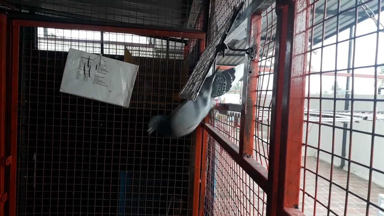 Racing pigeons trapping after loft flying , Dns loft(Vrpa) VANIYAMBADI