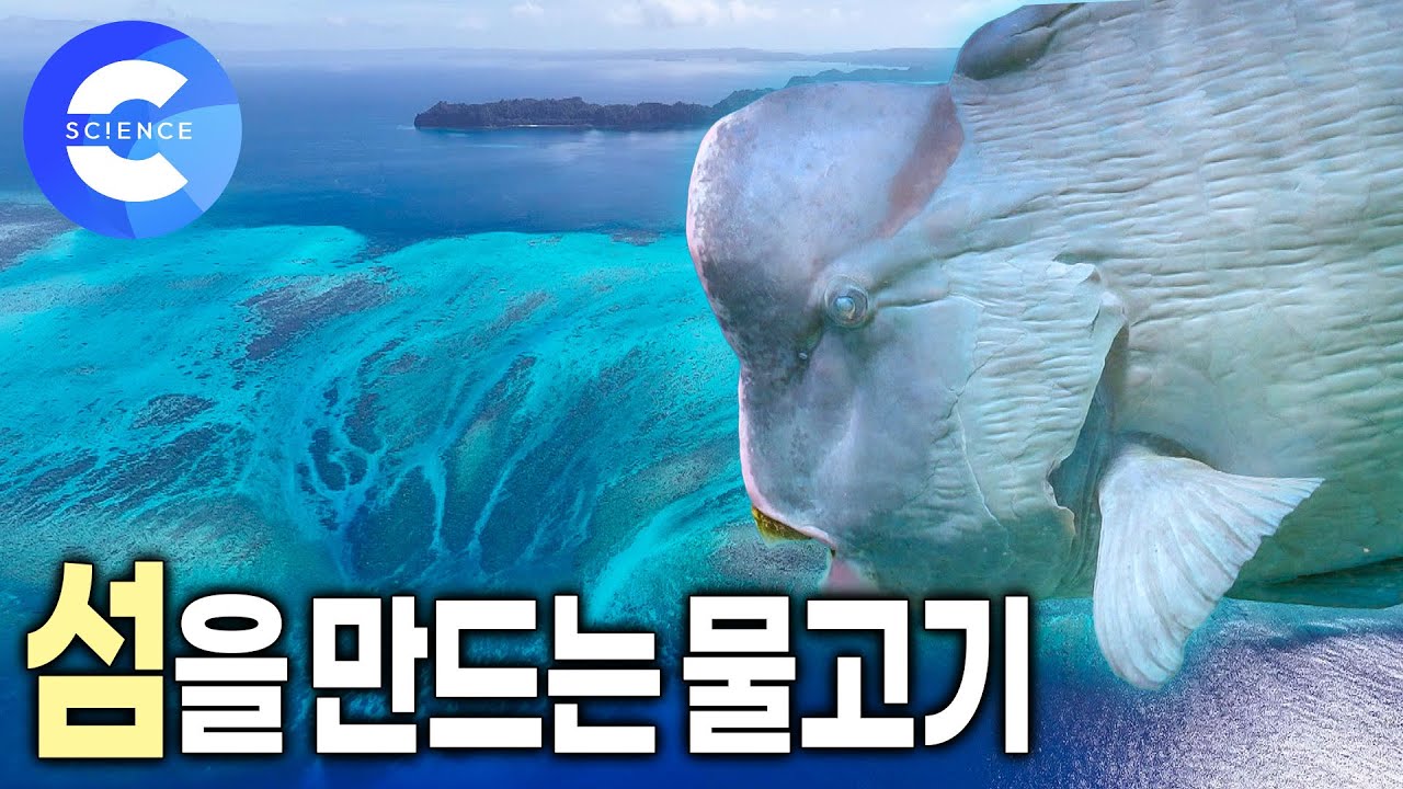 물고기가 어떻게 섬을 만들까? 패럿피쉬💩 | 코코넛 열매의 바다 여행 | 산호 생태계 |  EBS 자연다큐 | 커넥션
