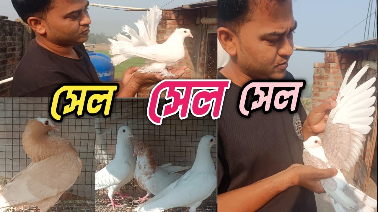 গিরিবাজ,সাদা লক্ষা,সিটিং,ও মুখী পায়রা সেল আছে Top Quality Fancy And Giribaz Pigeon For sell..