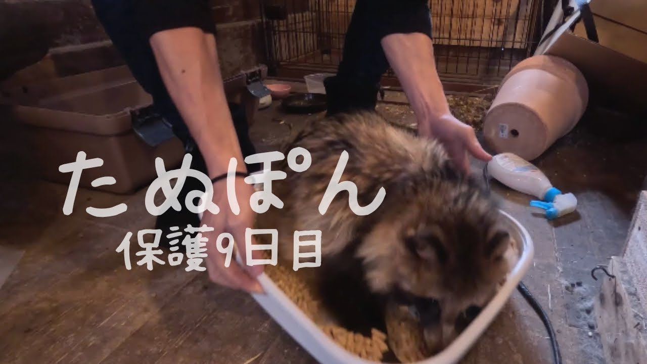 【たぬき保護9日目】いきなりめちゃ元気になりました！もうそろそろ山に帰れそう！