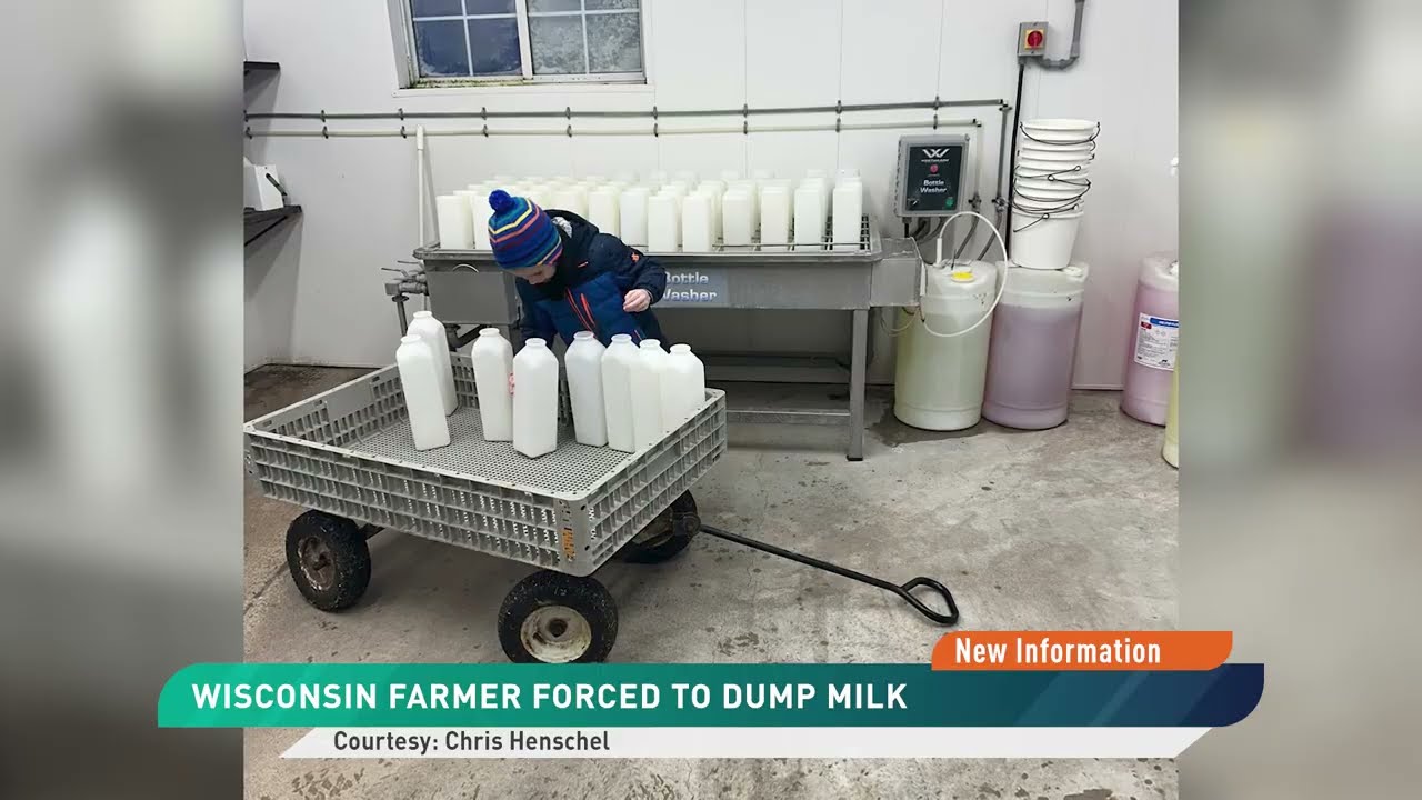 Из-за снегопадов и сильного ветра производители молочной продукции вынуждены выливать молоко.