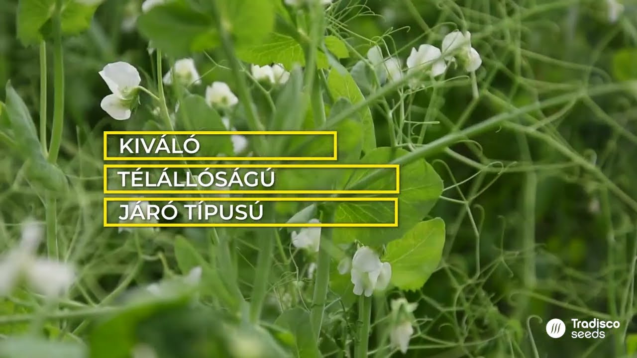 Kiváló télállóságú, magas hozamú borsó: ASTEROID