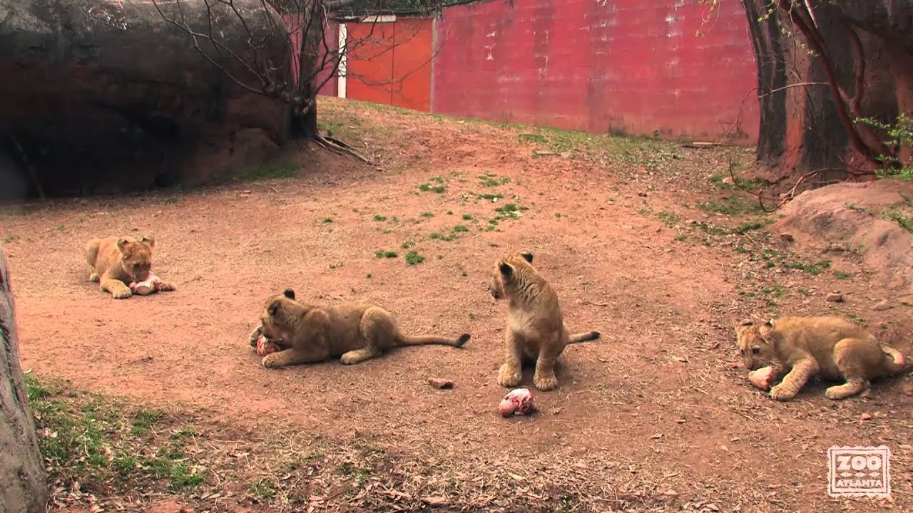 The ROAR Race - Lion Cub Naming
