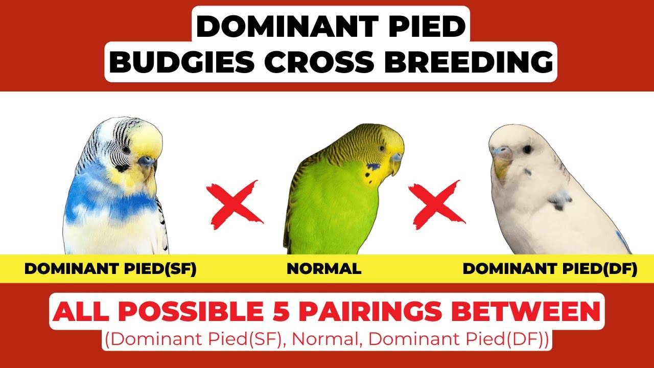 Dominant Pied Budgies: How Their Color Patterns Are Passed Down!