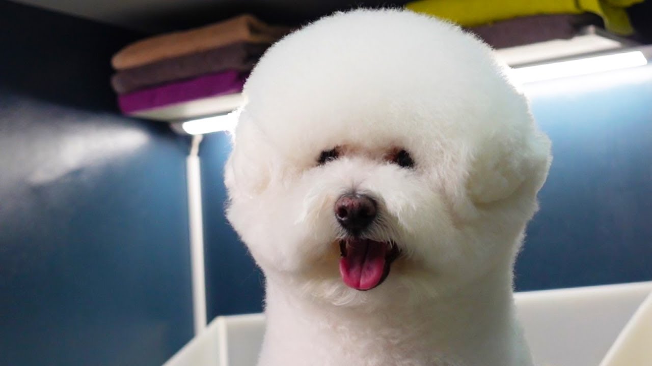 Bichon Frise Beautiful Dog Grooming