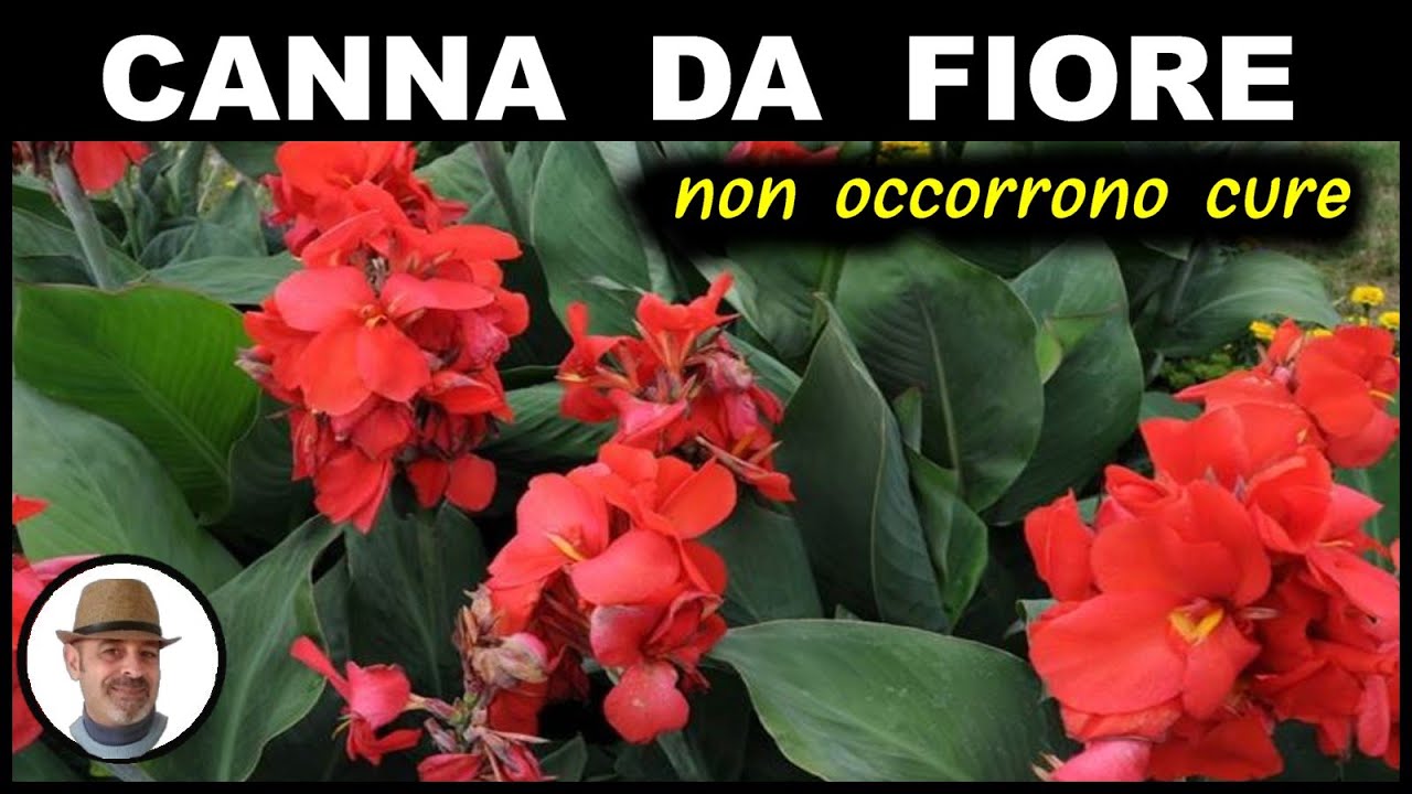 CANNA INDICA O DA FIORE, cure e segreti (the canna indica, el bast&oacute;n indica, बेंत इंगित करता है)