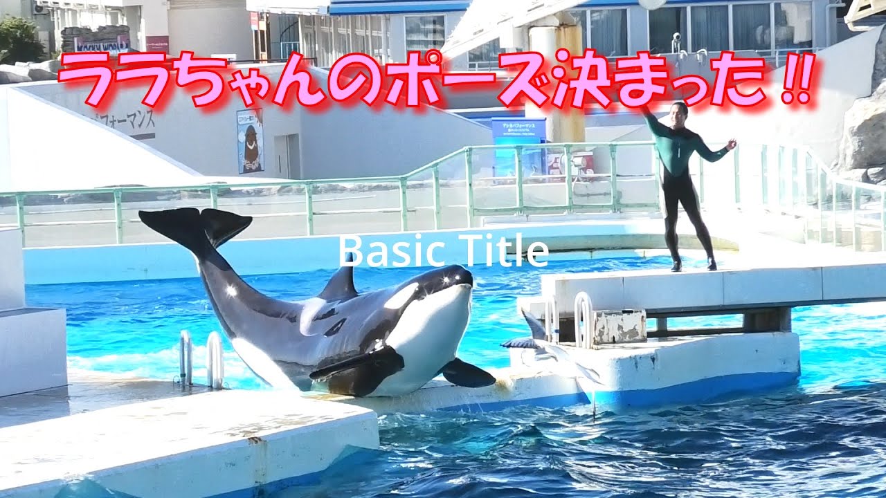 ララちゃんのポーズ決まった‼　＃鴨川シーワールド＃シャチ