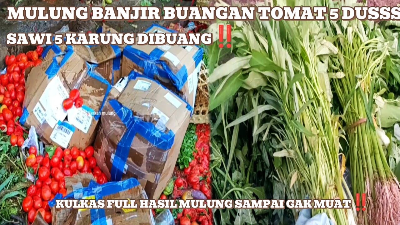 Mulung banjir buangan tomat 5 dus‼️sawi 5 karung😱#mariles #mulung #berkah #pasar #pasarinduk 